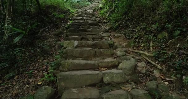 熱帯夏の森の古代の石段 — ストック動画