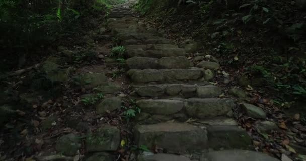 Αρχαία Πέτρινα Σκαλοπάτια Στο Τροπικό Δάσος — Αρχείο Βίντεο