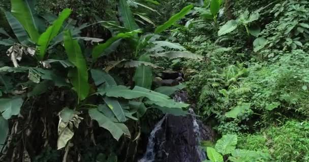 熱帯夏の森の小川の流れる水の高角度映像 — ストック動画