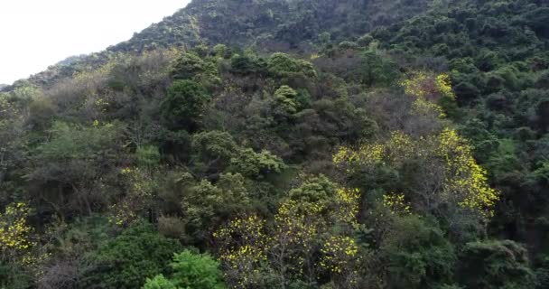 Images Aériennes Plantes Fleurs Dans Forêt Tropicale Printemps — Video