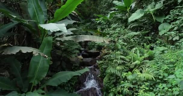 여름철 삼림에서 흐르는 개울의 — 비디오