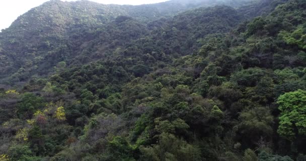 Baharda Sisli Tropikal Ormanın Hava Görüntüleri — Stok video