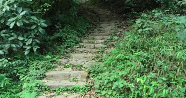 Ancient Stone Steps Tropical Summer Forest — Stock Video
