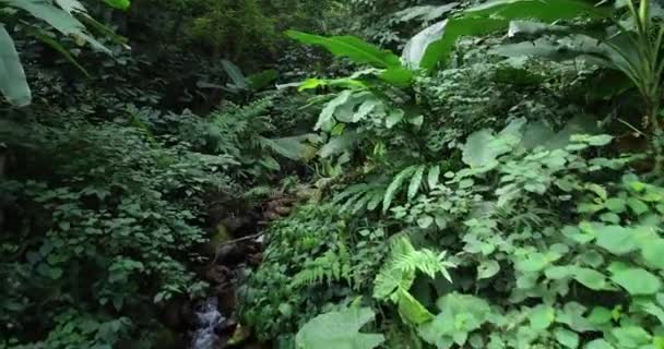 Images grand angle de l'eau courante du ruisseau dans la forêt tropicale estivale 