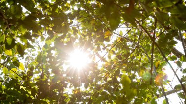 Sisli ormanın güzel bir manzarası. Yaz yaprakları boyunca ışık saçan mercekli.