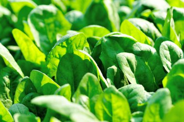 Sebze bahçesinde yeşil ıspanak yetişiyor.