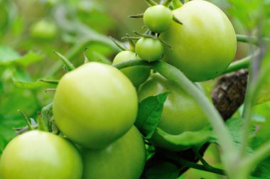 Bahar bahçesinde büyüyen yeşil domatesler