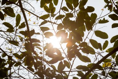 Sisli ormanın güzel bir manzarası. Yaz yaprakları boyunca ışık saçan mercekli.