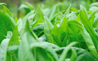 Sebze bahçesinde yeşil yapraklı marul yetişiyor.