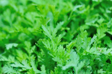 Yeşil papatya sebze bahçesinde büyüyor.