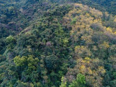 İlkbaharda dağlarda tropikal orman manzarası