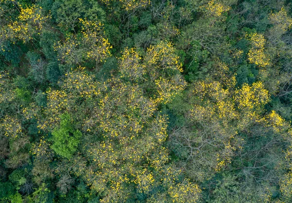 Krajobrazy Lasów Tropikalnych Wiosną Górach — Zdjęcie stockowe