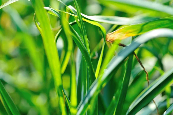 Groene Knoflookbladeren Groei Bij Moestuin — Stockfoto