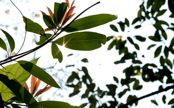 Sluneční Paprsky Listím Stromů Jarním Ranním Lese — Stock fotografie