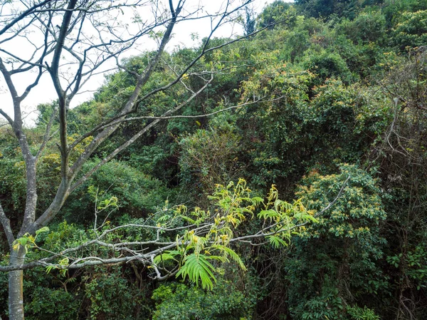 Vista Aérea Floresta Tropical Primavera — Fotografia de Stock