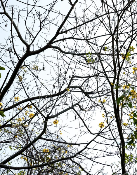 Virágos Sárga Virágok Fák Között Erdőben — Stock Fotó