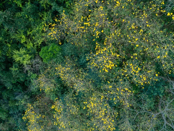 Paysage Forêt Tropicale Printemps Dans Les Montagnes — Photo