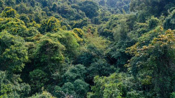 Cenário Floresta Tropical Primavera Montanhas — Fotografia de Stock