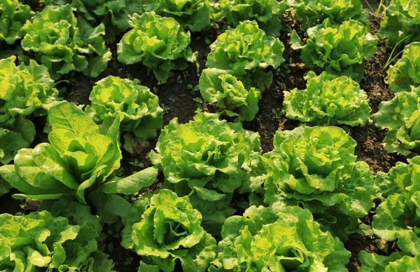 Grüner Salat Wächst Gemüsegarten — Stockfoto