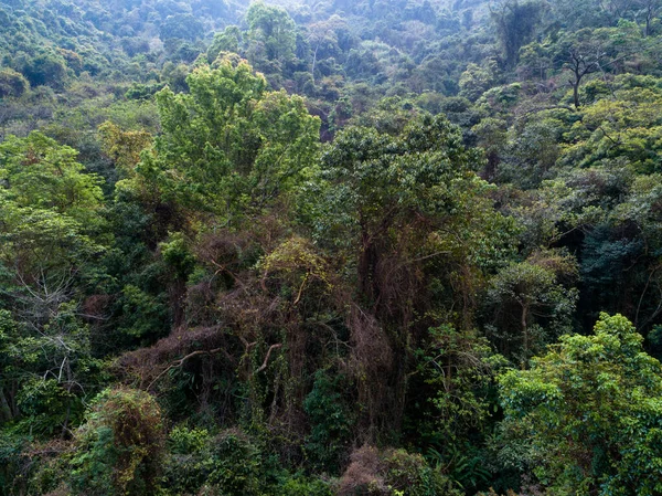 Vista Aérea Floresta Tropical Primavera — Fotografia de Stock