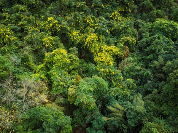 Vista Aérea Floresta Tropical Primavera — Fotografia de Stock