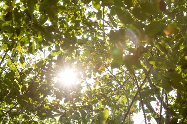 Krásná Scéna Zamlženého Lesa Paprsky Přes Letní Listy Čočkou Světlice — Stock fotografie