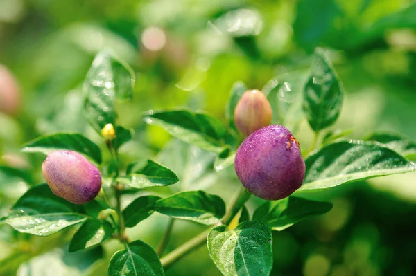 Little Purple Yellow Peppers Growing Organic Farm — Stock Photo, Image