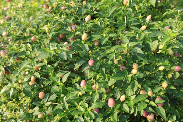 Malé Fialové Žluté Papriky Rostoucí Ekologické Farmě — Stock fotografie