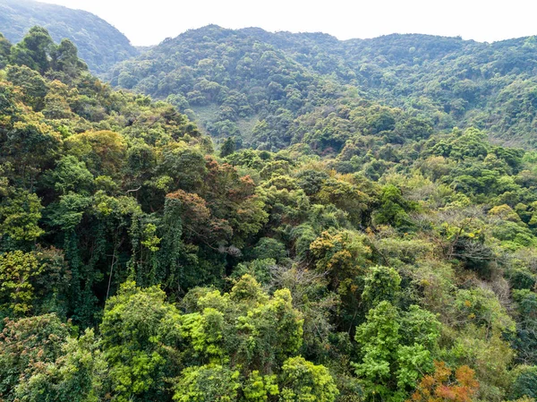 Légi Kilátás Trópusi Erdőkre Tavasszal — Stock Fotó