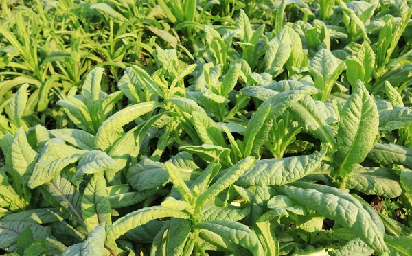 Grüner Blattsalat Gemüsegarten — Stockfoto