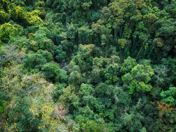 Cenário Floresta Tropical Primavera Montanhas — Fotografia de Stock