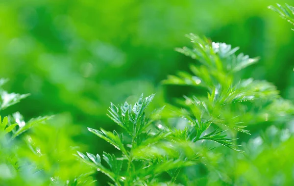 Green carrot plants in growth at vegetable garden