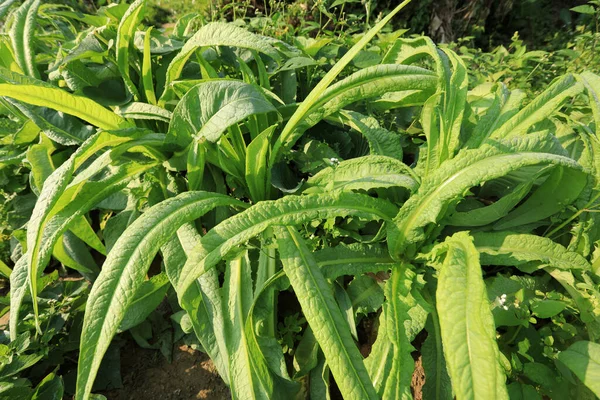 Grüner Blattsalat Gemüsegarten — Stockfoto