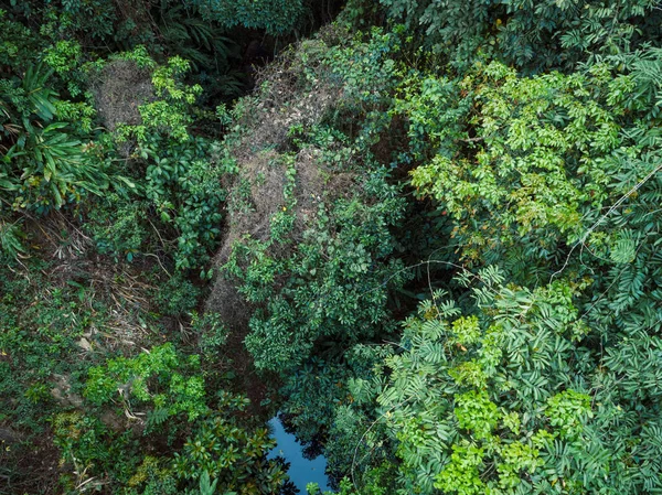 Vue Aérienne Forêt Tropicale Printemps — Photo