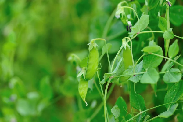 Flowering Peas Garden Organic Farming — Stock Photo, Image