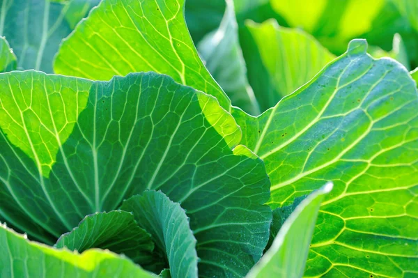 Grünkohl Wächst Gemüsegarten — Stockfoto