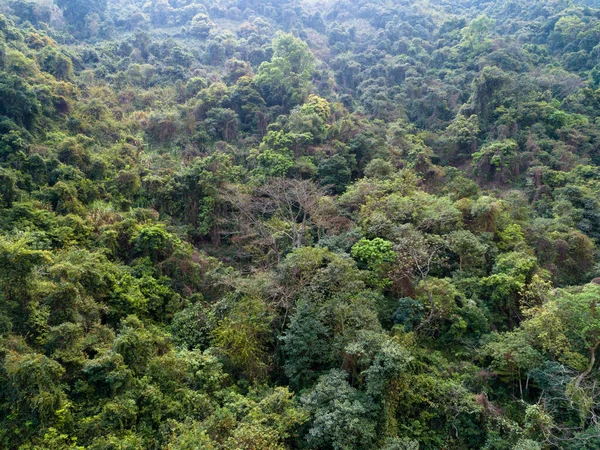 Вид Воздуха Тропический Лес Весной — стоковое фото