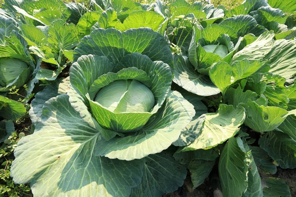 Groene Kool Groei Bij Moestuin — Stockfoto