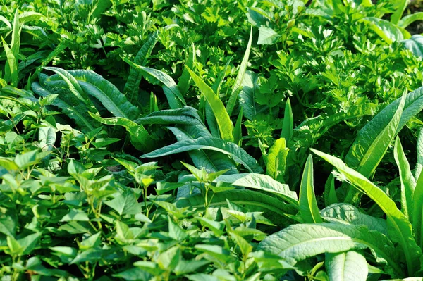 Verduras Verdes Crescimento Horta — Fotografia de Stock