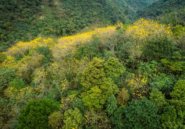 Légi Kilátás Trópusi Erdőkre Tavasszal — Stock Fotó