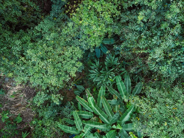 Vista Aérea Del Bosque Tropical Primavera — Foto de Stock