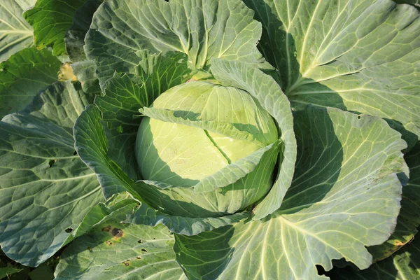 野菜園での成長における緑のキャベツ — ストック写真