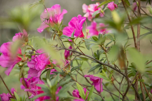 Różowy Krzak Azalii Ogrodzie Pora Kwitnienia Azalia — Zdjęcie stockowe