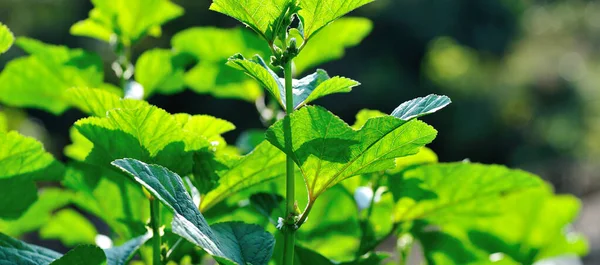 Zelená Zimní Amarantu Rostliny Růstu Garden — Stock fotografie