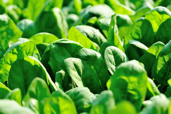 Green Spinach Growth Vegetable Garden — Stock Photo, Image