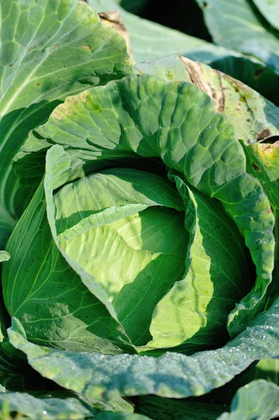 Grünkohl Wächst Gemüsegarten — Stockfoto