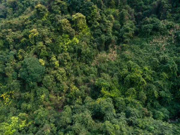 Flygfoto Tropisk Skog Våren — Stockfoto