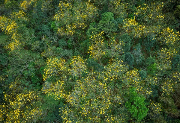 春季热带森林的空中景观 — 图库照片