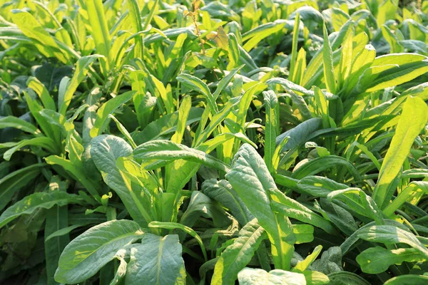 Lattuga Foglia Verde Crescita Orto — Foto Stock