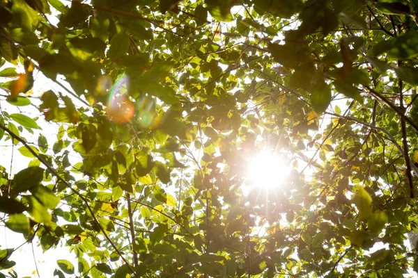 Krásná Scéna Zamlženého Lesa Paprsky Přes Letní Listy Čočkou Světlice — Stock fotografie